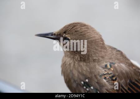 A young brown bird with black feathers with white dots standing on a black wire table Stock Photo