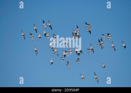 Sharp-tailed Sandpiper  Calidris acuminata Sydney, New South Wales, Australia 14 November 2019       Adults in flight.       Scolopacidae Stock Photo