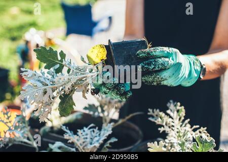 Close up photo of a caucasian woman with gloves potting flowers while working in the garden at home Stock Photo