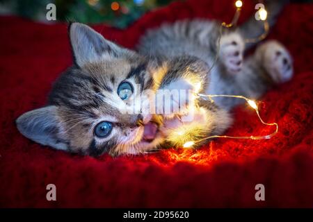 Christmas cat. Portrait striped kitten playing with Christmas lights garland on festive red background. Kitty looking at camera Stock Photo