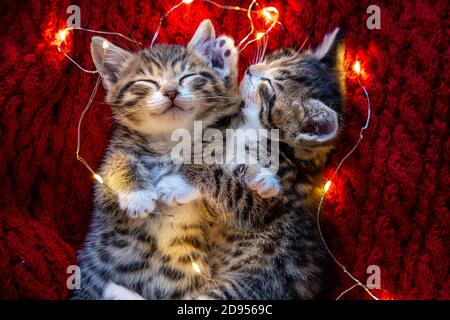 Christmas cats. Two cute little striped kittens sleeping on red background. Kitty with Christmas garland lights  Stock Photo
