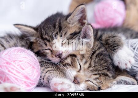 Two striped kittens sleeping with pink and grey balls skeins of thread on white bed. Cute little cats Stock Photo