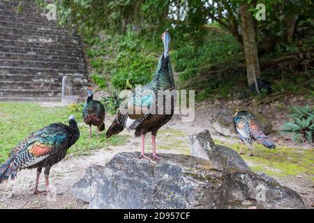 Wild Ocellated turkey in Tikal National Park, Gutemala. South America. Stock Photo