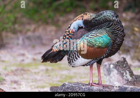 Wild Ocellated turkey in Tikal National Park, Gutemala. South America. Stock Photo