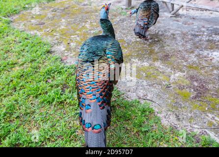 Wild Ocellated turkey in Tikal National Park, Gutemala. South America. Stock Photo