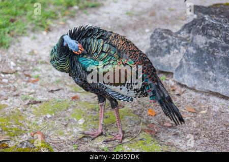 Wild Ocellated turkey in Tikal National Park, Gutemala. South America. Stock Photo