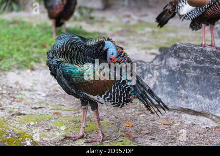 Wild Ocellated turkey in Tikal National Park, Gutemala. South America. Stock Photo