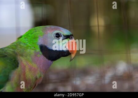 Close-up on eye amazon parrots in a cage Stock Photo