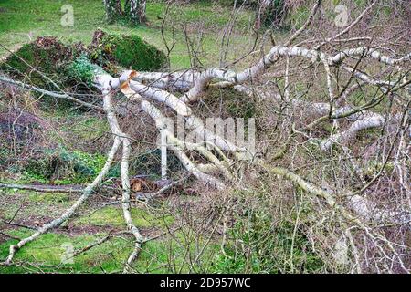 Five big birch trees are downed in garden after strong tornado and wing storm. Disaster for insurance company in France Europe Stock Photo