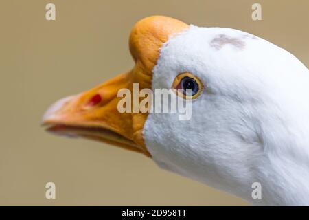 White goose head close up Stock Photo