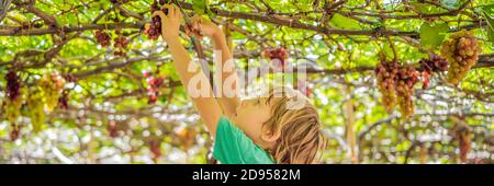 Child taking grapes from vine in autumn. Little boy in vineyard. Fight picking grapes BANNER, LONG FORMAT Stock Photo