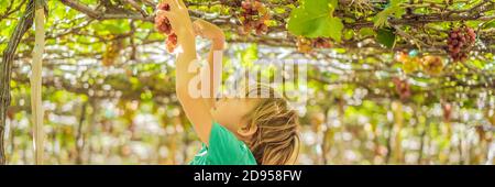 Child taking grapes from vine in autumn. Little boy in vineyard. Fight picking grapes BANNER, LONG FORMAT Stock Photo