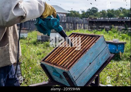 A beekeeper is using a blower, blowing air inside the hive full of working bumble bees to take out honeycomb and extract honey. Stock Photo