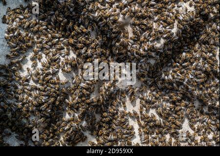 A lot of bees returning to bee hive. Swarm of bees collecting nectar from flowers. Healthy organic farm honey Stock Photo