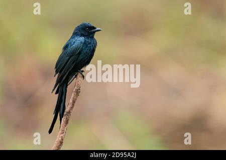 Black Drongo perching on a perch looking into a distance Stock Photo