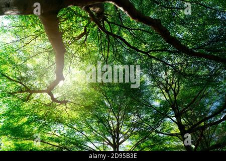 Bottom view of tree trunk to green leaves of tree in tropical forest. Fresh environment in park. Green plant give oxygen in summer garden. Forest Stock Photo