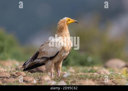 Adult Egyptian vulture (Neophron percnopterus) in Catalan Pre-Pyrenees, Catalonia, Spain Stock Photo