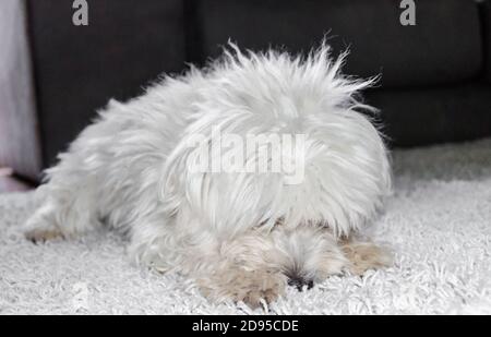 Close-up of a cute white Bichon Maltes dog on a fluffy carpet in a house Stock Photo