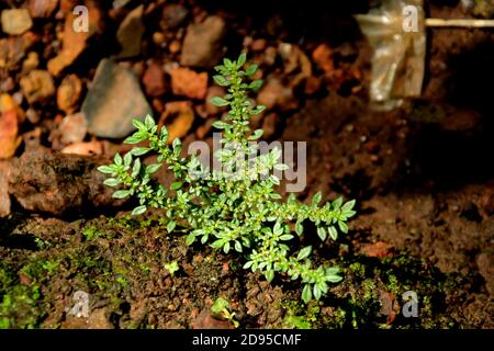 Photo of a small and beautiful plant Stock Photo