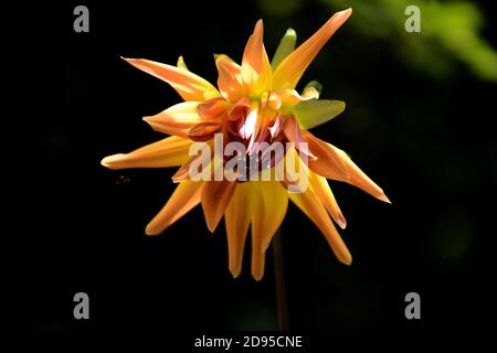 Photo of a flower with orange petals. Stock Photo