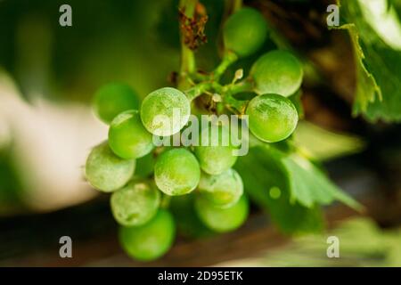 Powdery Mildew On Fruits And Leaves Of Grape. Plant Disease. Bad Harvest Stock Photo