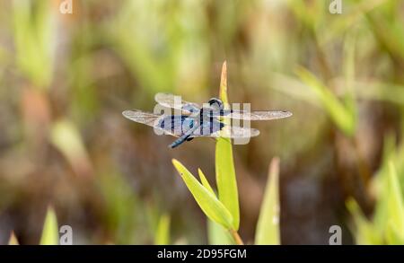 vivid colors on dragonfly wings, sunbathing in summer garden macro photography