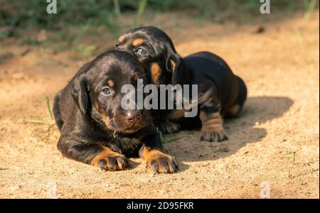 Dachshund puppy siblings lying on the sandy ground, Adorable look in the eyes as they look at the camera, Stock Photo