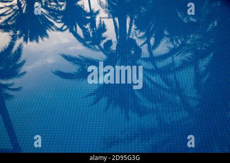 Swimming pool backgrounds. Background texture of beautiful reflection of coconut trees in the blue color swimming pool with tiles under water. Stock Photo