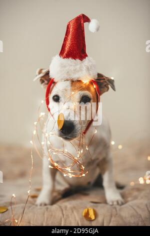 Funny dog in a New Year's cap, sparkling garland, a costume for Christmas party Stock Photo