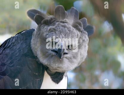 Harpy eagle Harpia harpyja raptor perched on a branch. This large bird of  prey is on the threatened species list Stock Photo - Alamy