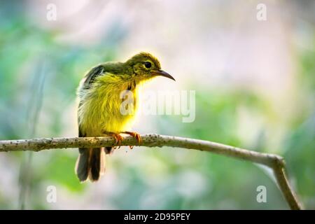 Brown-throated Sunbird (Anthreptes malacensis) Stock Photo