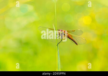 Dragonfly portrait Stock Photo