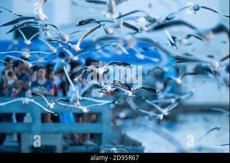 A group of tourists feed Seagulls on a port in migration season, flocks of Seagulls flight near a port at dusk. Focus on flocks of Seagulls. Stock Photo