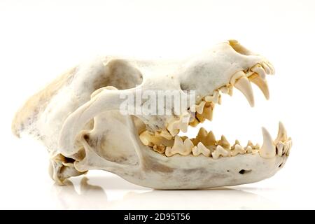 Skull of a trophy wolf isolated on a white background. Selective focus with shallow depth of field. Stock Photo