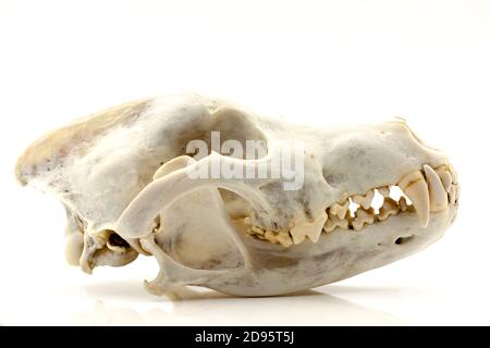Skull of a trophy wolf isolated on a white background. Selective focus with shallow depth of field. Stock Photo