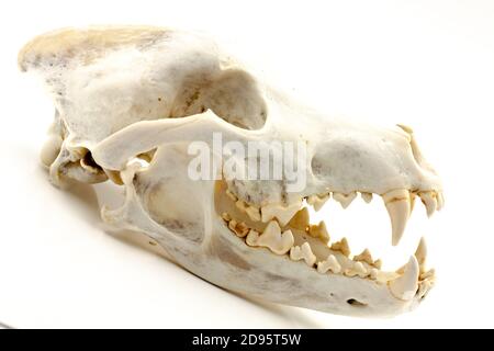 Skull of a trophy wolf isolated on a white background. Selective focus with shallow depth of field. Stock Photo