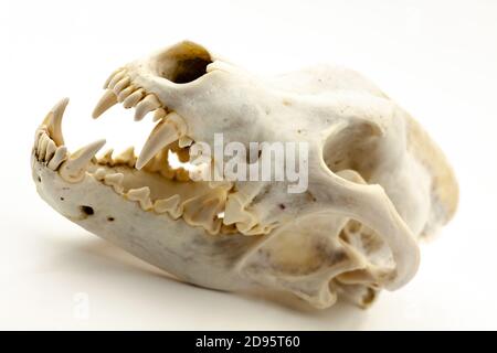 Skull of a trophy wolf isolated on a white background. Selective focus with shallow depth of field. Stock Photo