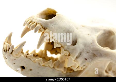Skull of a trophy wolf isolated on a white background. Selective focus with shallow depth of field. Stock Photo