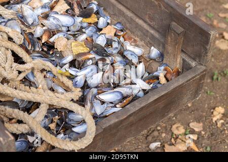Empty sea mussel shells on wooden box Stock Photo