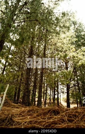 A vertical high-angle shot of the dense forest with tall trees Stock ...