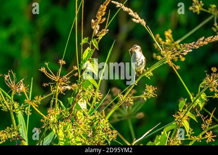 A Sedge Warbler or Acrocephalus schoenobaenus seen at Crantock in Cornwall Stock Photo