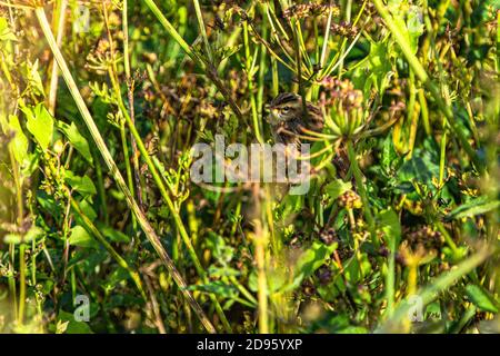 A Sedge Warbler or Acrocephalus schoenobaenus seen at Crantock in Cornwall Stock Photo