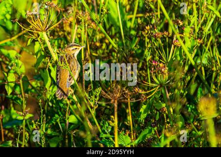 A Sedge Warbler or Acrocephalus schoenobaenus seen at Crantock in Cornwall Stock Photo