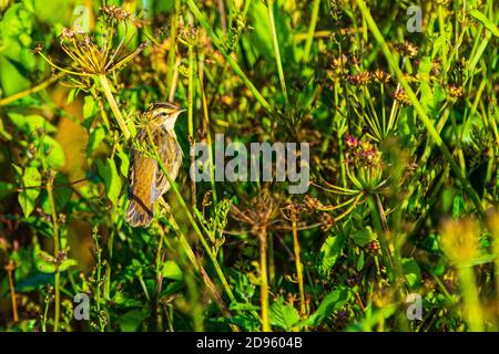 A Sedge Warbler or Acrocephalus schoenobaenus seen at Crantock in Cornwall Stock Photo