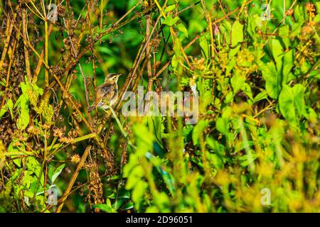 A Sedge Warbler or Acrocephalus schoenobaenus seen at Crantock in Cornwall Stock Photo