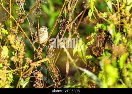 A Sedge Warbler or Acrocephalus schoenobaenus seen at Crantock in Cornwall Stock Photo