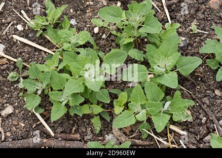 Fat hen (Chenopodium album) seedlings and young weed plants self-seeding in soil, Berkshire, June Stock Photo
