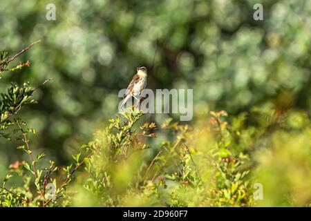 A Sedge Warbler or Acrocephalus schoenobaenus seen at Crantock in Cornwall Stock Photo