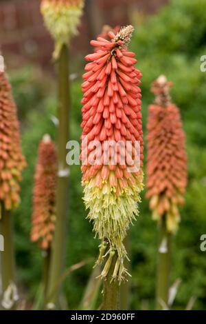 Red hot poker (Knipohofia sp.) ornamental perennial flower spike of red and yellow florets opening from the bottom, Berkshire, June Stock Photo
