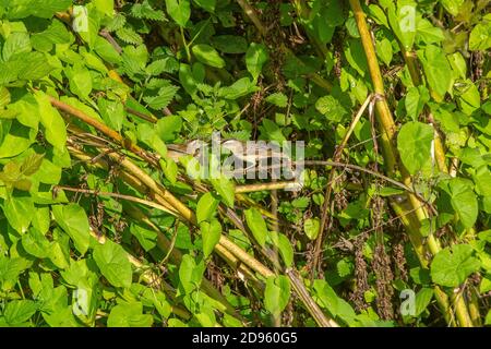 A Sedge Warbler or Acrocephalus schoenobaenus seen at Crantock in Cornwall Stock Photo